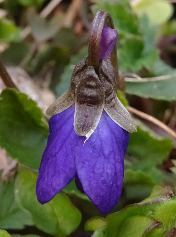 Viola odorata - Violaceae